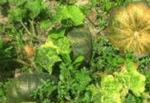 স্তন ক্যান্সার প্রতিরোধে মিষ্টি কুমড়া