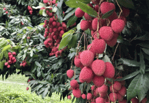 হৃদরোগ প্রতিরোধে লিচু