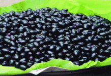ডায়াবেটিসকে নিয়ন্ত্রণে রাখতে কালোজাম